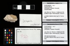 Foto (Objekt + Etikett) von Decapoda indet.  (NHMW-GEO-2014-0194-0023)